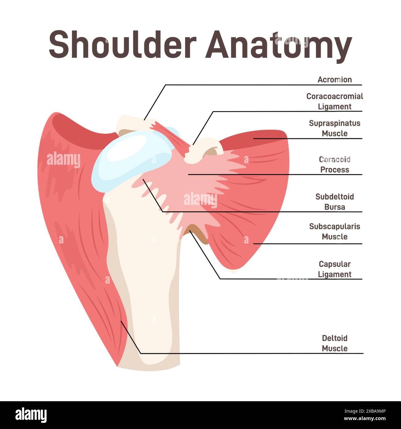 Schultermuskeln. Didaktisches Schema der Anatomie des menschlichen Muskelsystems. Beschriftetes inneres Skelett und Muskelstrukturschema. Thorako-appendikuläre Muskeln. Illustration des flachen Vektors Stock Vektor