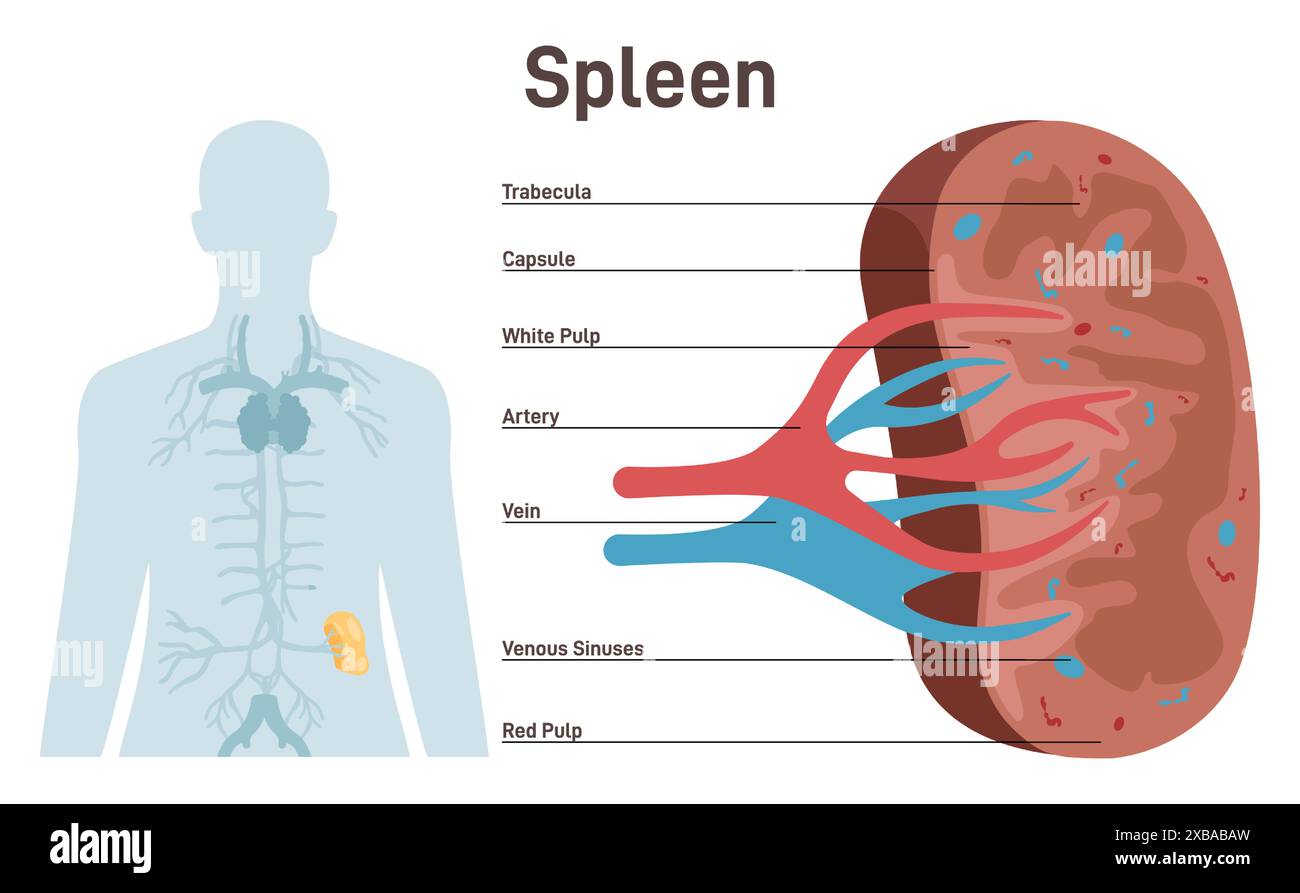 Milz, Querschnittsstruktur. Blutfilter des Lymphsystems und Immunsystems. Trabekelgewebe und Vena Milz, Nebenflüsse. Menschliche innere Organanatomie. Illustration des flachen Vektors Stock Vektor