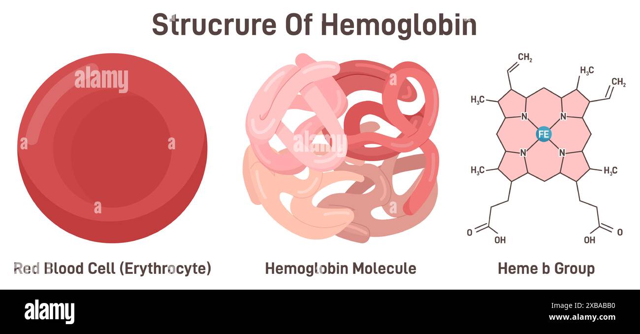 Hämoglobin-Molekülstruktur. Eisenhaltiges Sauerstoff-Transport-Metalloprotein in der roten Blutzelle, Kombination von Eisen und Protein-Globin. Formel für Häm b-Gruppe. Illustration des flachen Vektors Stock Vektor