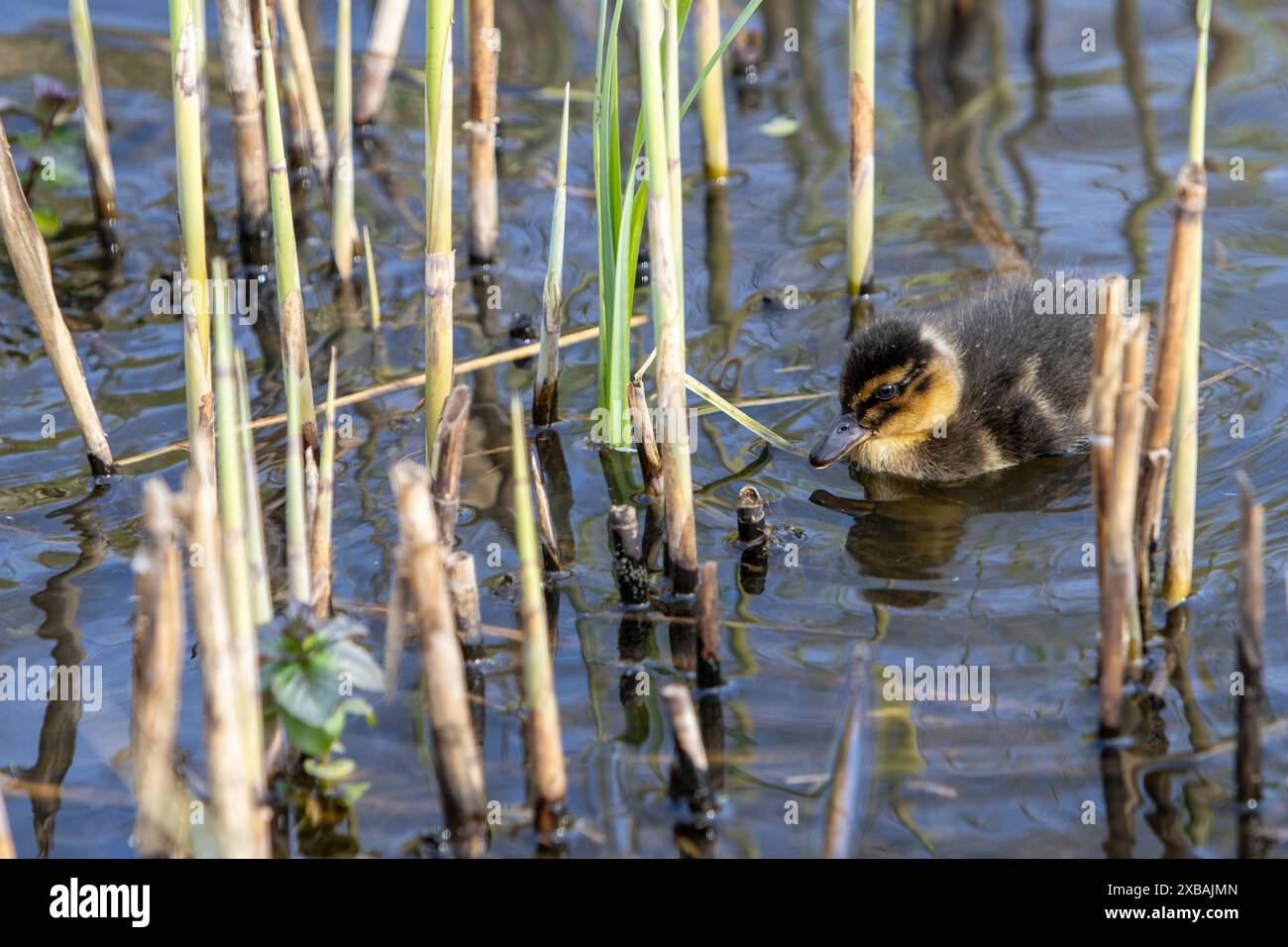 Eine kleine Stockente schwimmt im Wasser, umgeben von Schilf Stockfoto