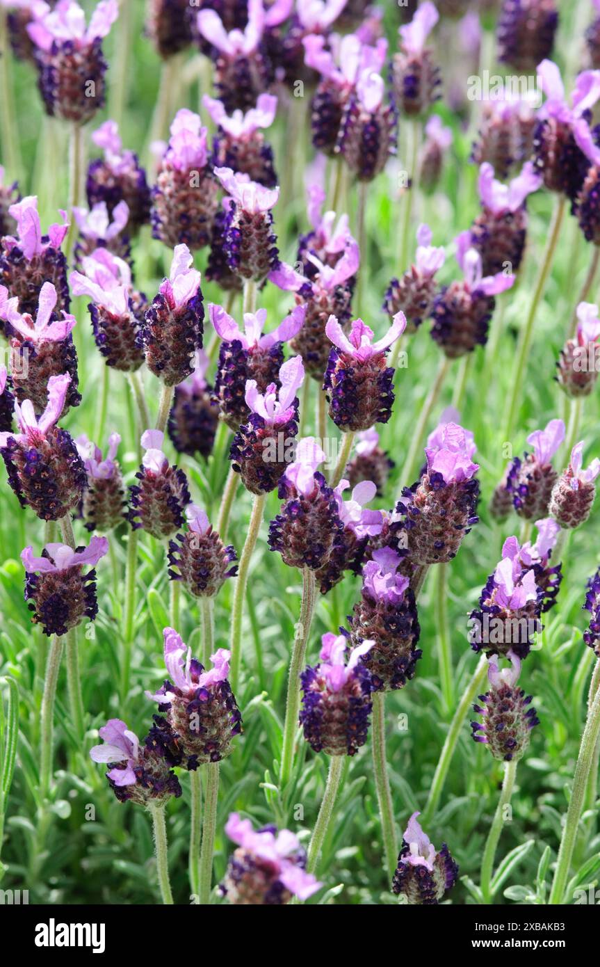 Französischer Lavendel, Lavandula Stoechas, blühen Stockfoto
