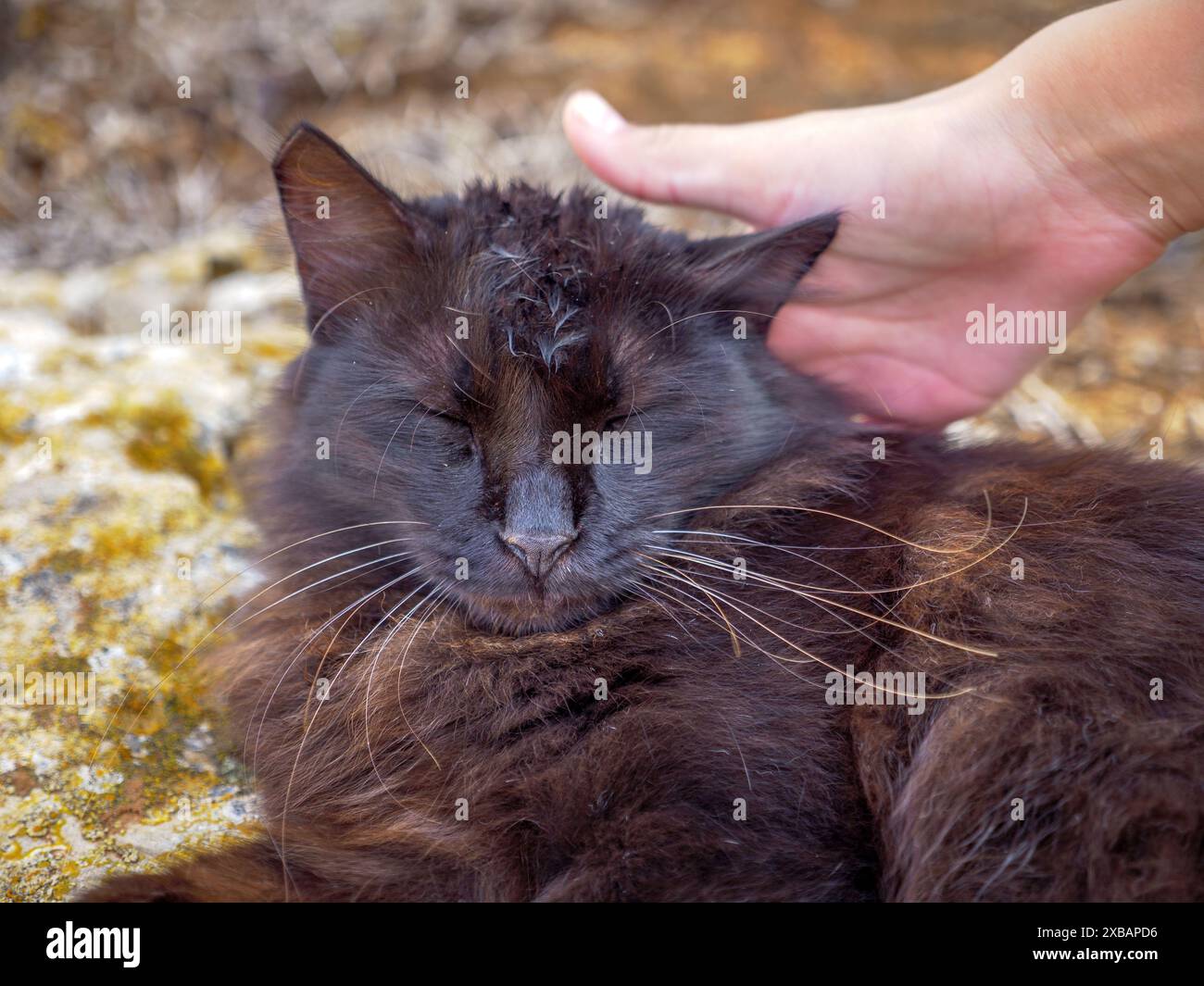 Die Hand streichelt eine tabby schwarze und braune flauschige, langhaarige Katze mit geschlossenen Augen, die ruhig auf moosigen Felsen in der Nähe des Mittelmeers liegt. Stockfoto