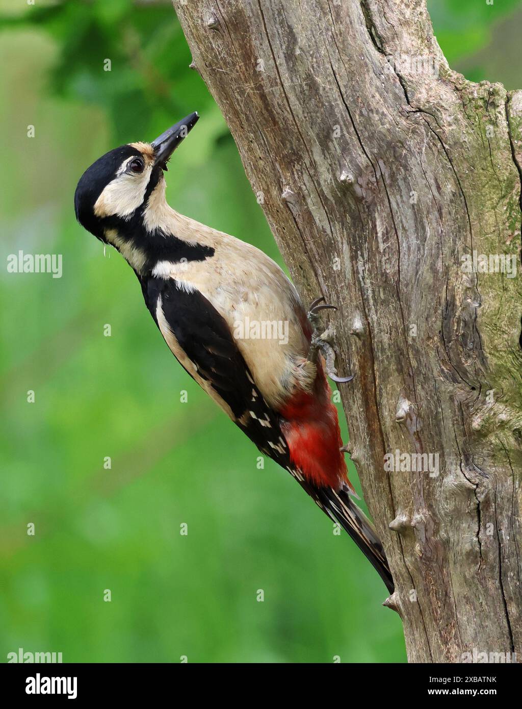 Ein großer Spotted Woodspecht (Dendrocopos Major) auf einem Baumstamm in Gloucestershire, Großbritannien Stockfoto