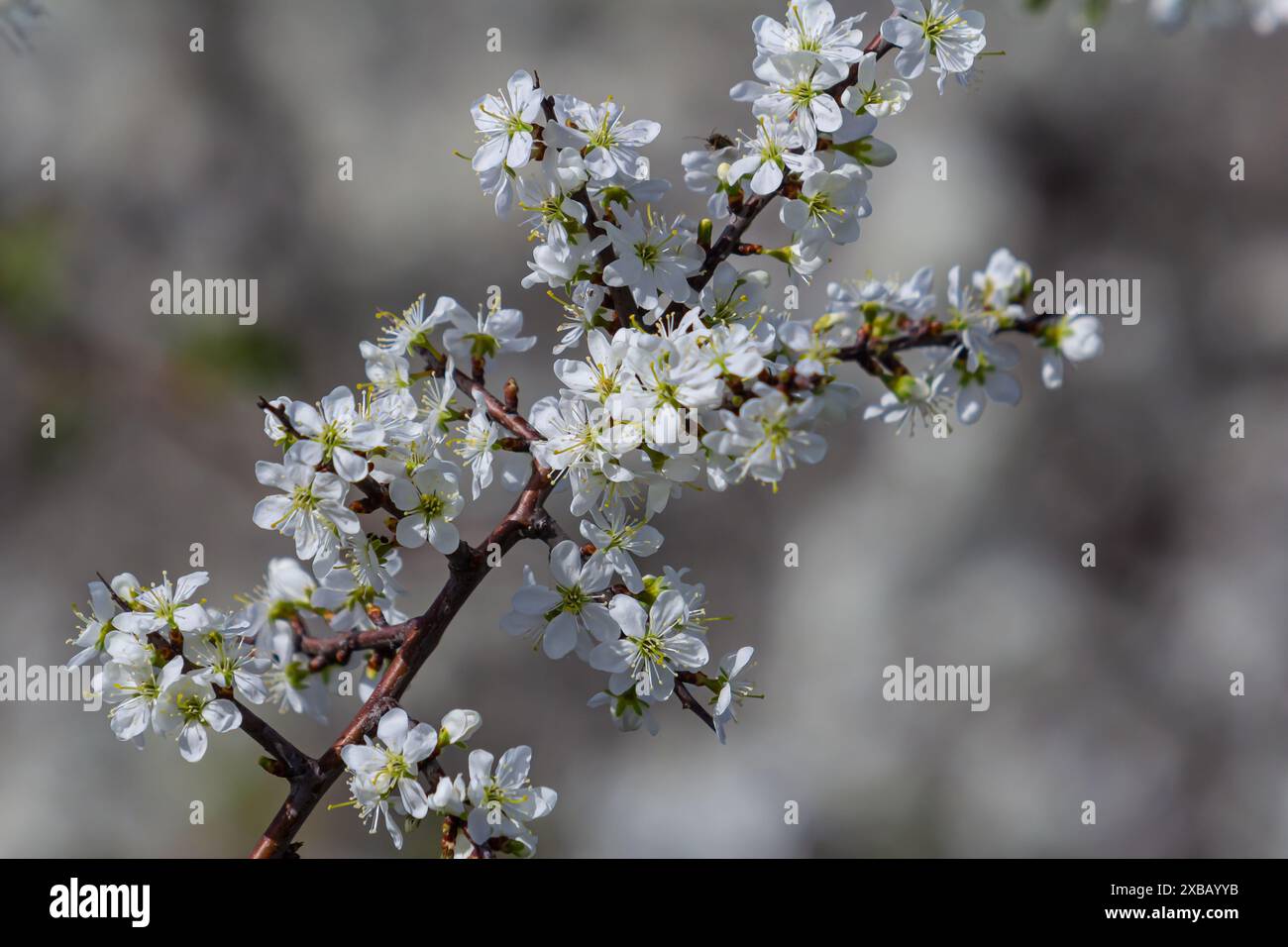 Prunus spinosa, Schwarzdorn oder Schlehe genannt, ist eine Art Blütenpflanze in der Rosenfamilie Rosaceae. Prunus spinosa, Schwarzdorn oder Schlehe genannt Stockfoto