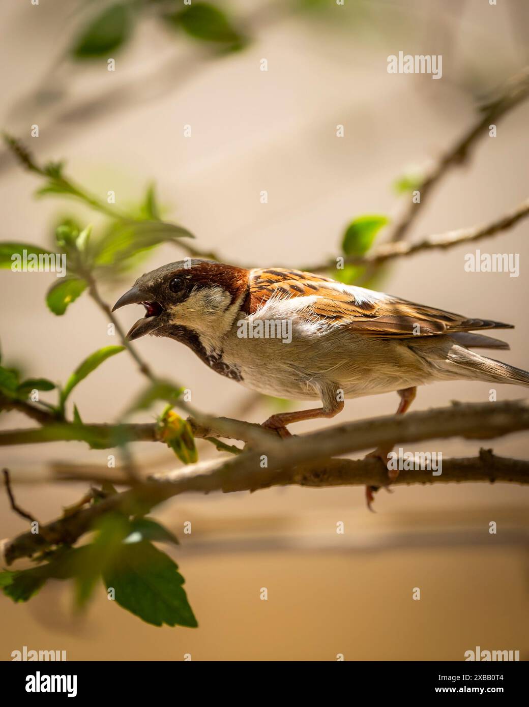 Männlicher Hausspatzen oder Passer domesticus Vogel, der Schnabel offen ruft, in natürlichem grünen Hintergrund im Keoladeo Nationalpark oder bharatpur Vogelschutzgebiet Stockfoto