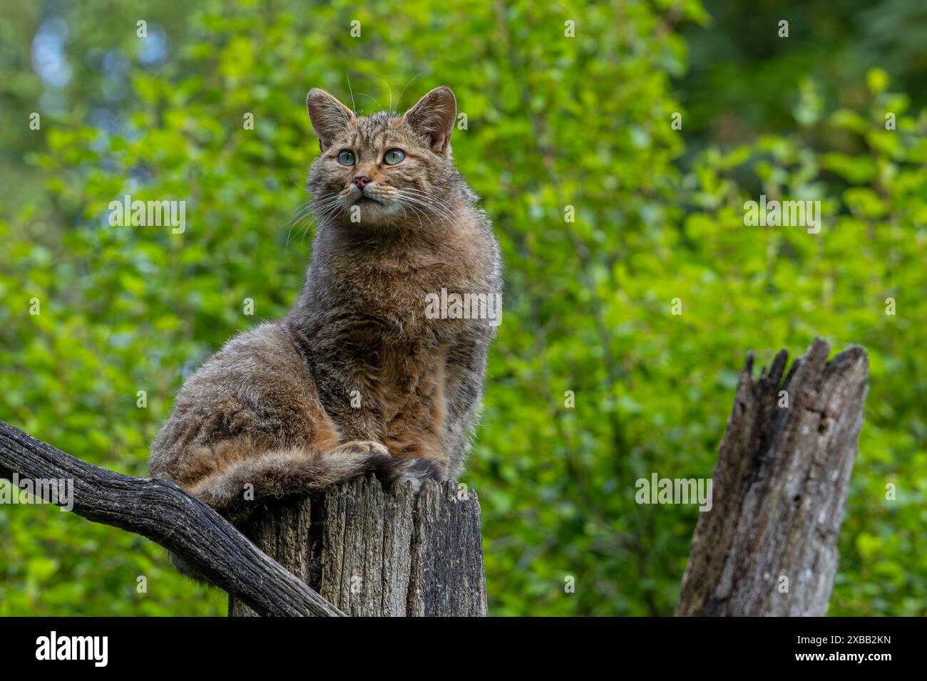 Jagd auf die Europäische Wildkatze (Felis silvestris silvestris), die im Frühjahr im Wald nach Beute aus toten Baumstämmen sucht Stockfoto