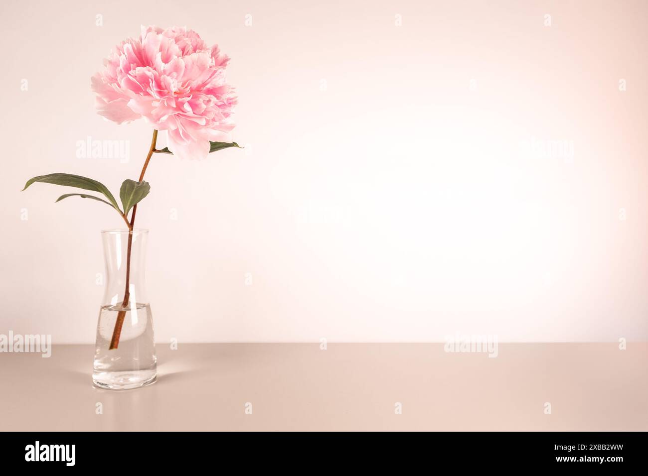 Frühling Banner Hintergrund mit rosa schöne frisch geschnittene Pfingstrose Blume in klarer Glasvase mit Platz für Wörter, Text, minimalistisch hell Chic elegant Stockfoto