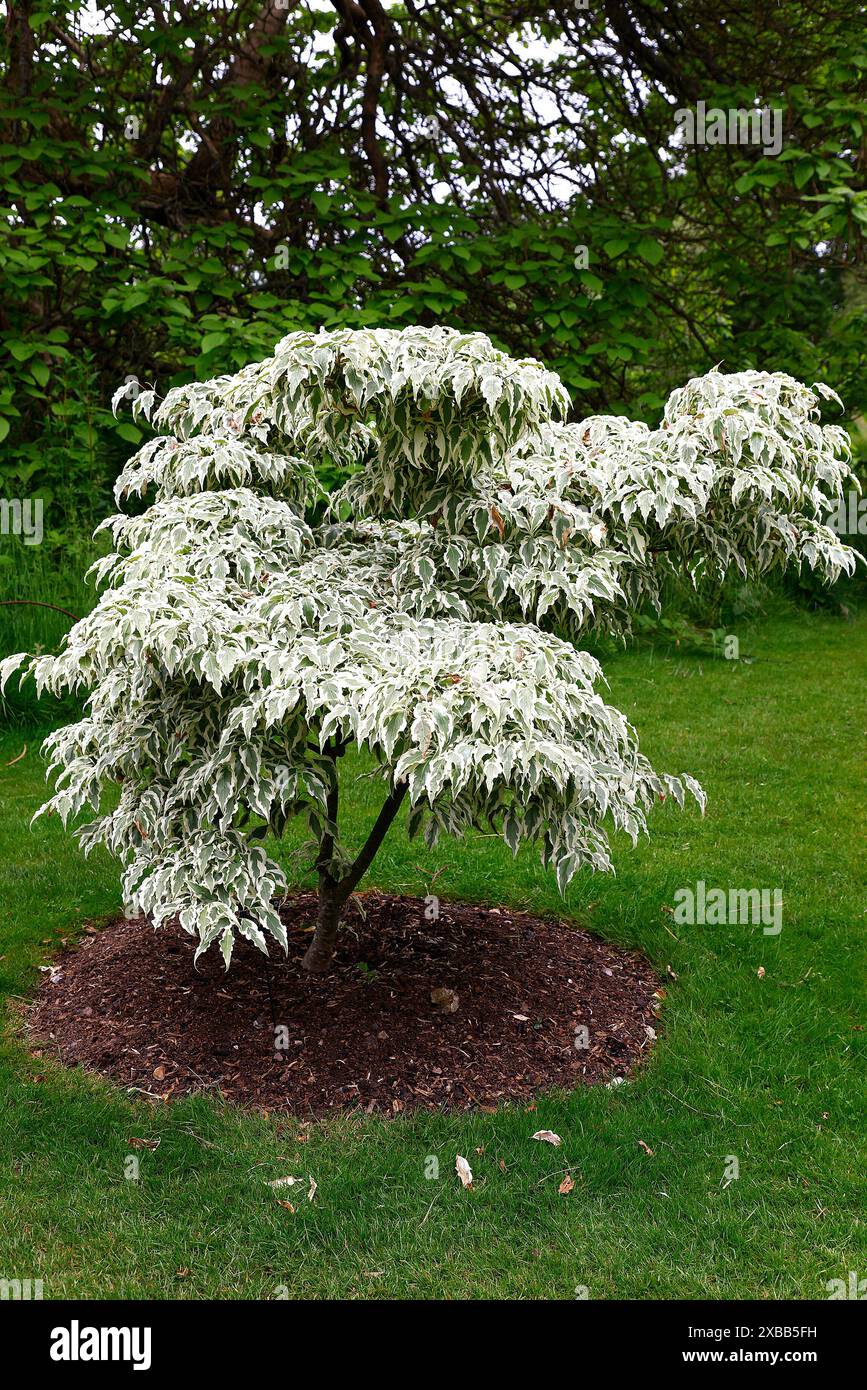 Nahaufnahme der welligen grünen Blätter mit cremeweißen Rändern des Gartenstrauchs cornus kousa Wolfsaugen. Stockfoto