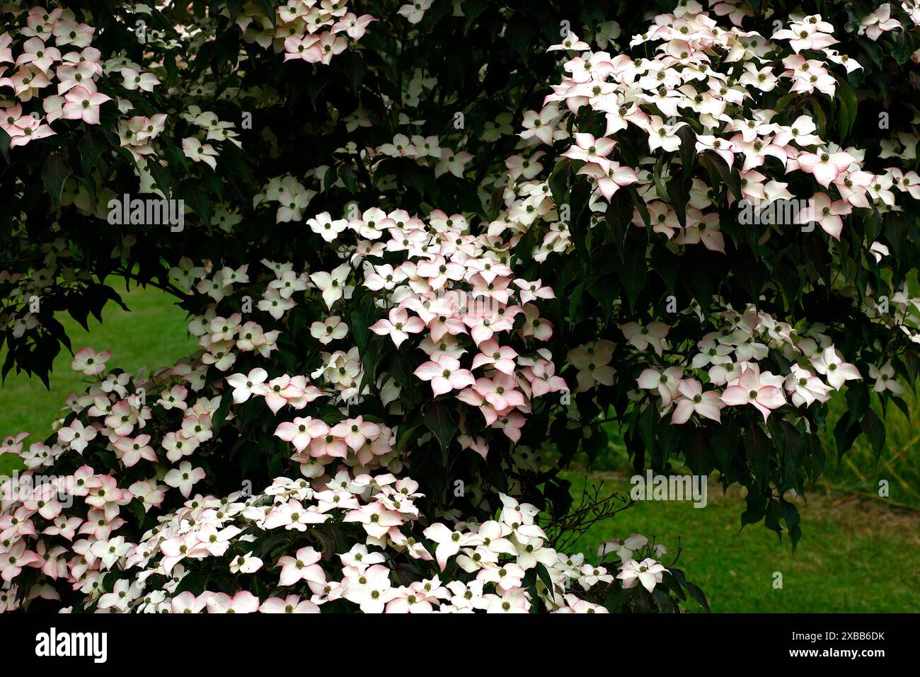 Nahaufnahme der weißen und erdbeerrosa Blüten des im Frühsommer blühenden kleinen Garten-Hartholzbaums cornus kousa Cappuccino. Stockfoto