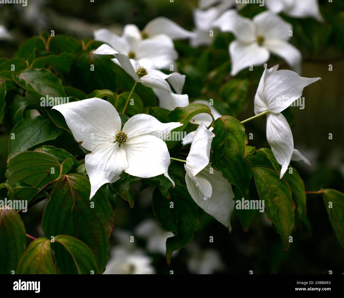 Nahaufnahme der weißen Blüten des Frühsommer blühenden Hartholzes kleiner Gartenbaum cornus kousa Mondbuche. Stockfoto