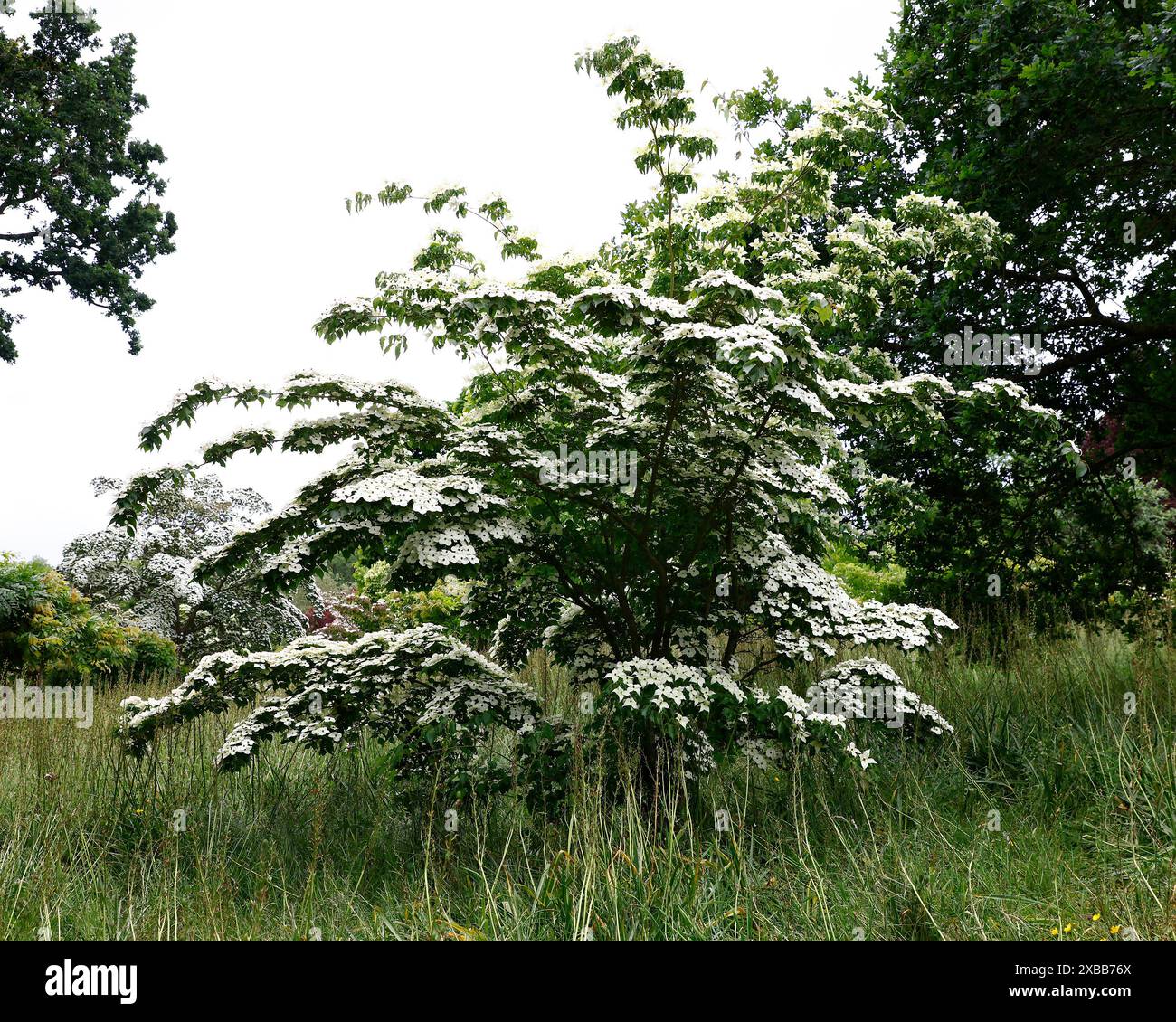 Nahaufnahme der cremeweißen sternförmigen Blüten des Frühsommer blühenden, niedrig wachsenden Hartholzbaums cornus kousa Milchstraße. Stockfoto