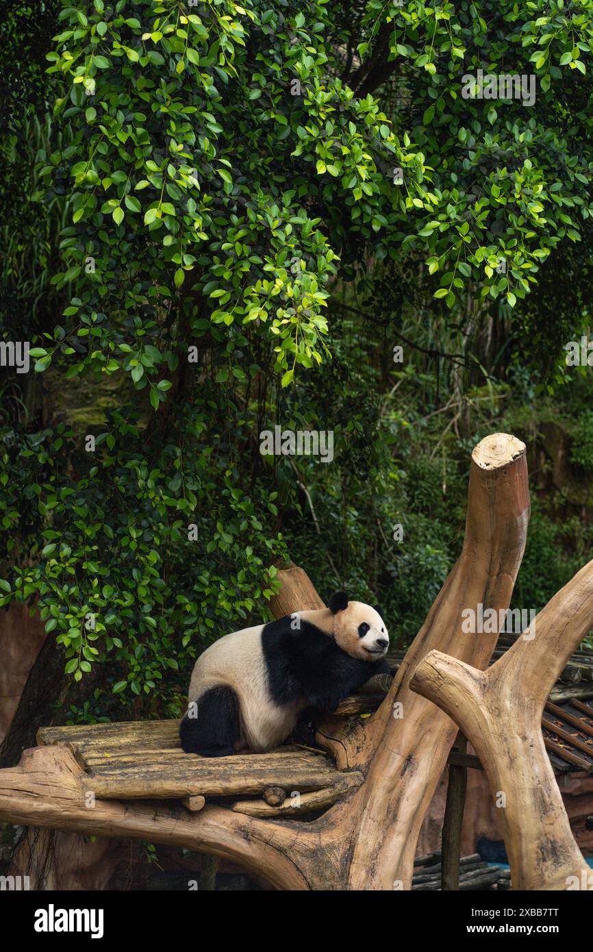 Ein Panda, der auf einem Bambusstock unter einem schattigen Baum liegt Stockfoto