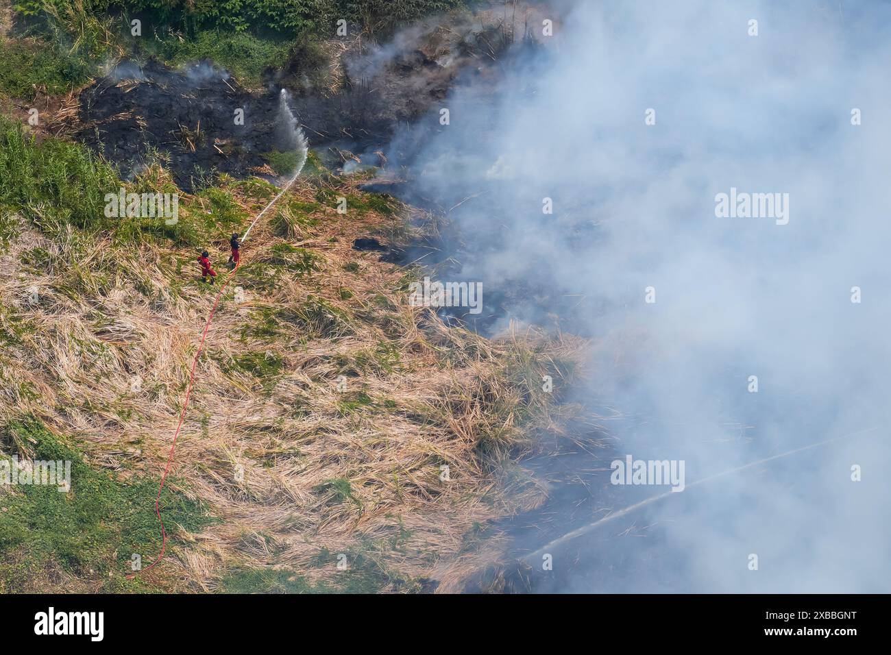 Großes Feuer von trockenem Gras in der Nähe des Waldes, gelöscht mit Geschenken durch den Schlauch eines Feuerwehrwagens. Draufsicht von oben. Stockfoto
