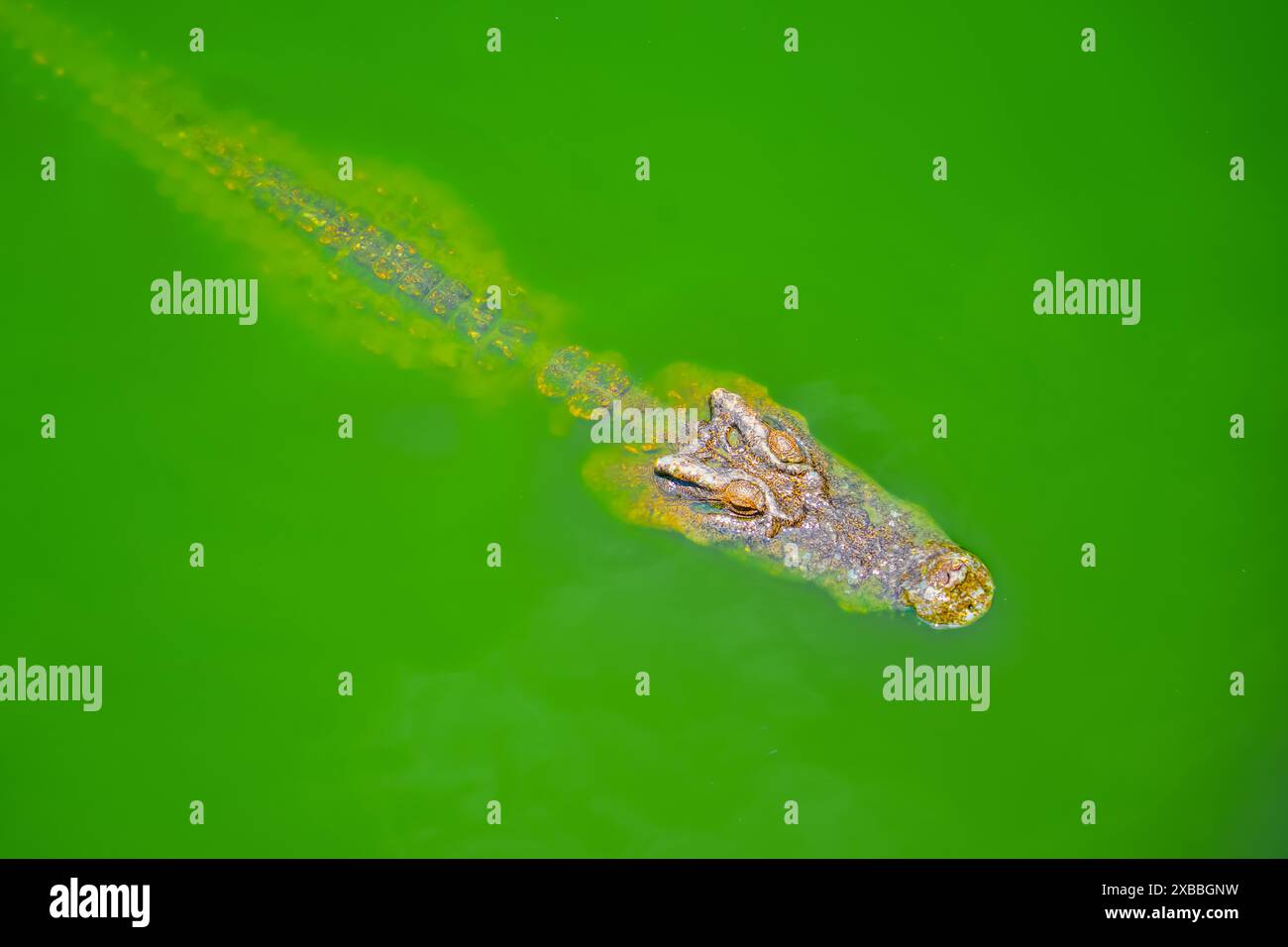 Kopf eines Krokodils versteckt in einem Sumpf im Wasser eines Flusses zwischen dem Schlamm im grünen Wasser, minimalistischer Stil. Stockfoto