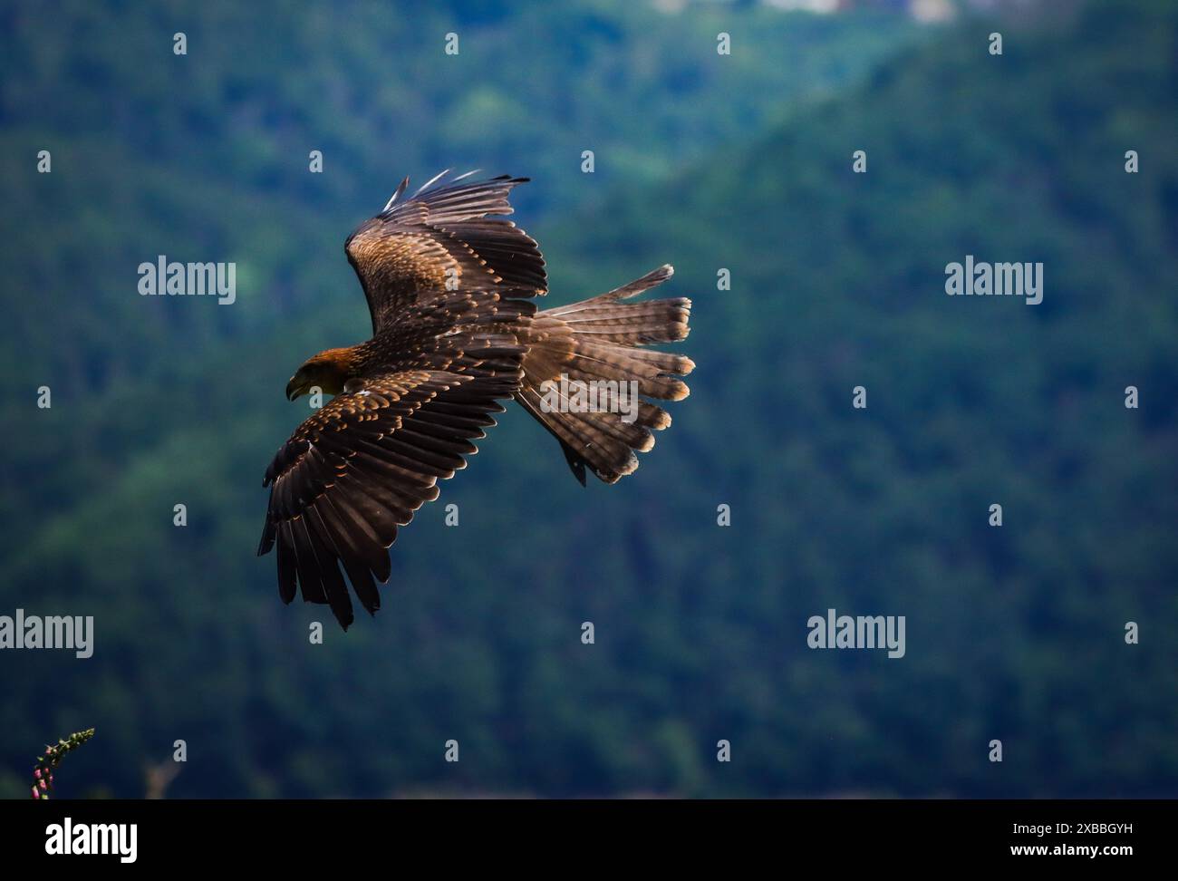 Freier Vogel mit offenen Flügeln im Flug Stockfoto