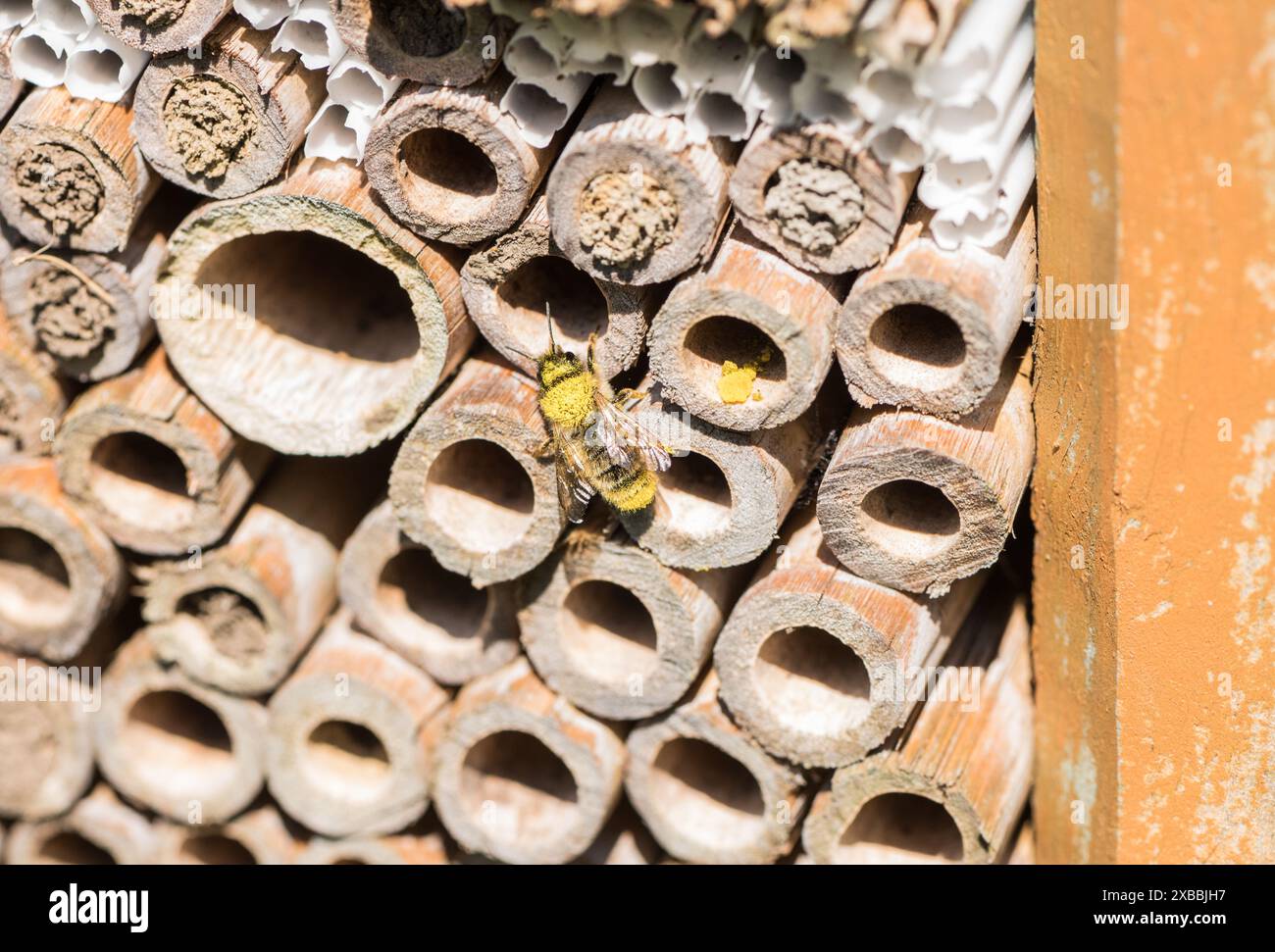 Nicht identifizierte Bienen, die mit Pollen bedeckt sind und ein „Bienenhotel“ verwenden Stockfoto