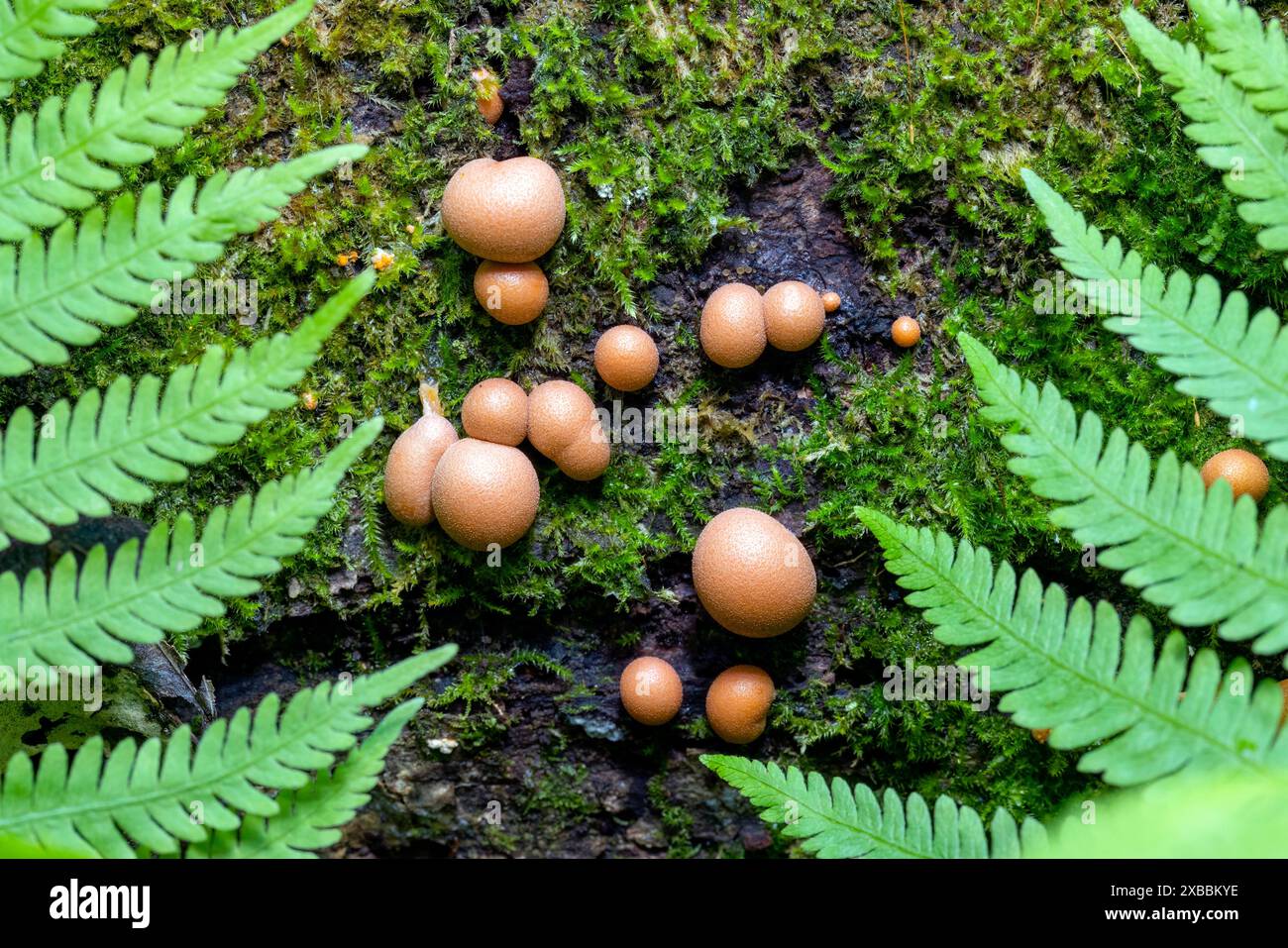 Lycogala Epidendrum, auch bekannt als Wolfsmilch oder groening's Slime - Brevard, North Carolina, USA Stockfoto