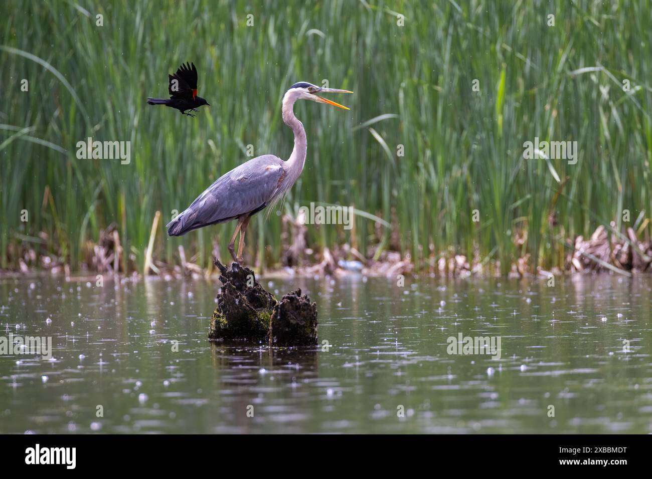 Rotflügelbarsch greift den Blaureiher an Stockfoto