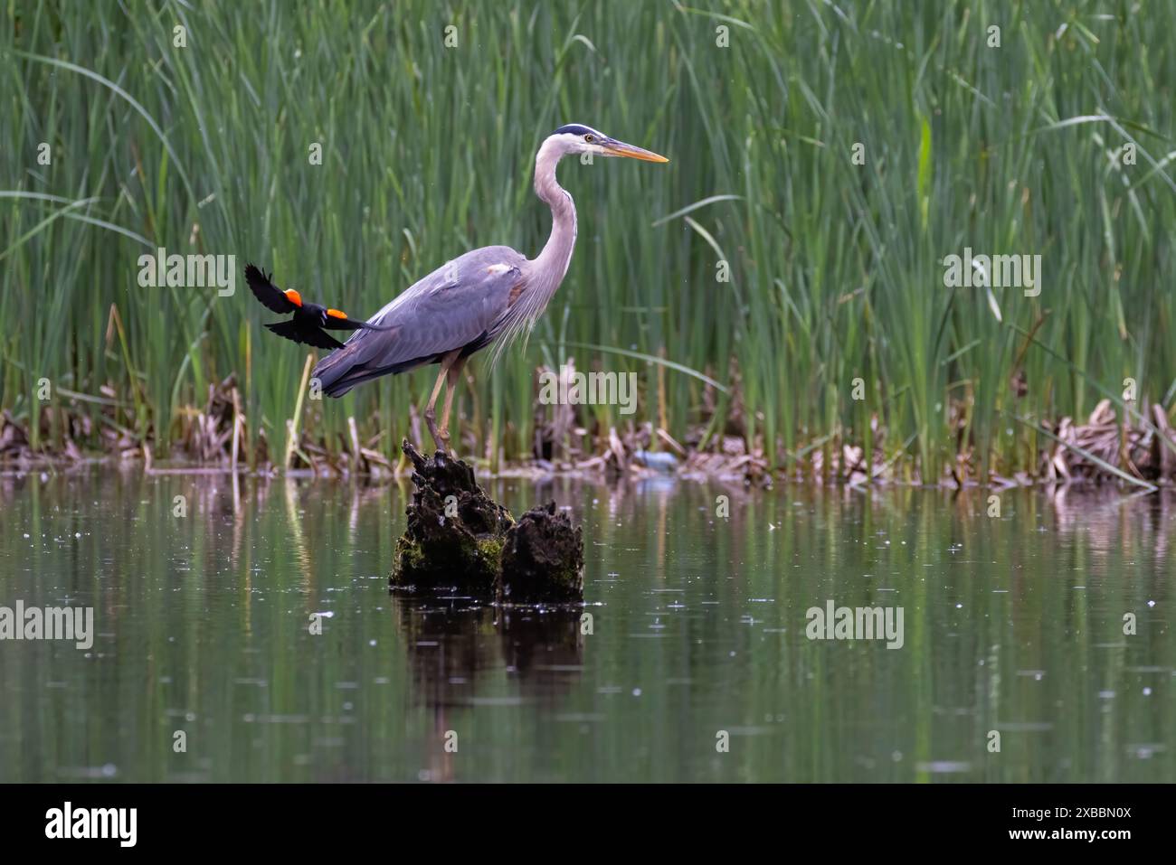 Rotflügelbarsch greift den Blaureiher an Stockfoto