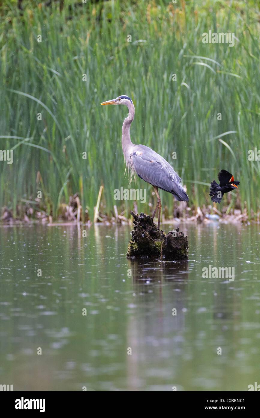 Rotflügelbarsch greift den Blaureiher an Stockfoto