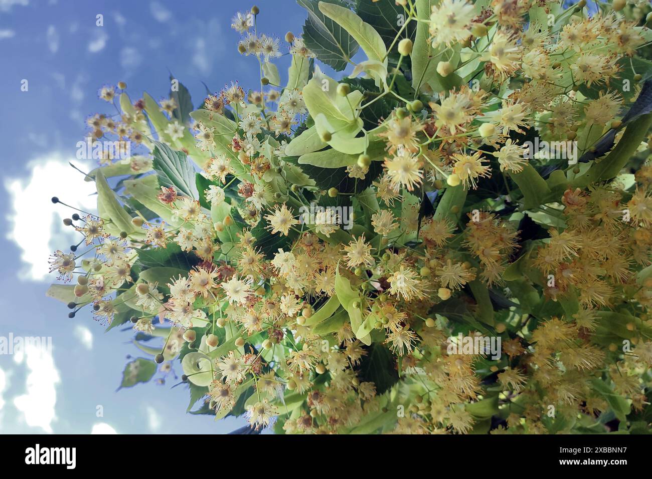 Lindenblüten, tilia cordata, kleinblättrige Limette, kleine Lindenblüte. Apotheke, Apotheke, Naturmedizin, heilender Kräutertee, Ar Stockfoto