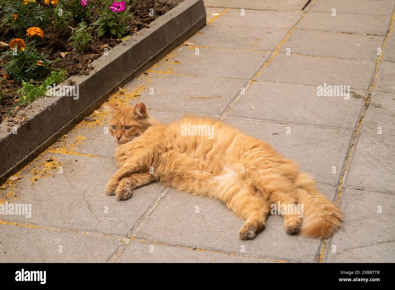 Streunende Katze, die an warmen Sommertagen auf dem Bürgersteig liegt Stockfoto