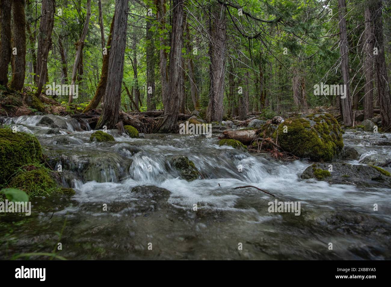 Ein Teil eines Flusses, der durch den Wald im Shasta trinity alps National Forest in Nordkalifornien, USA, Nordamerika fließt. Stockfoto