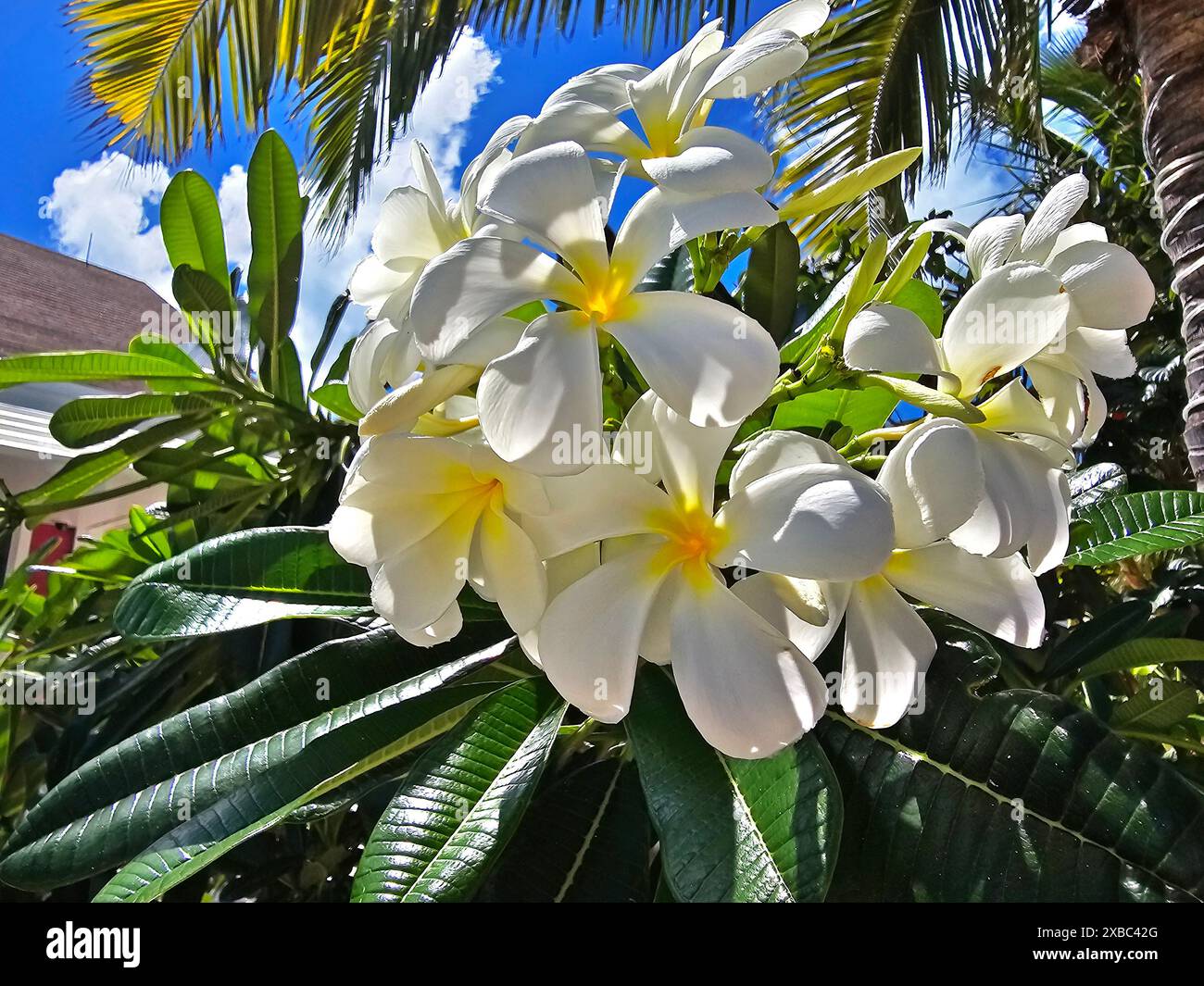 Weiße Plumeria, auch bekannt als Frangipani, Blumenblüten mit einem Hintergrund aus grünen Blättern und Palmen -01 Stockfoto