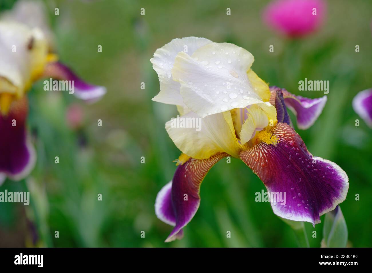 Weiße lila Irisblume auf grünem Rasenhintergrund Stockfoto