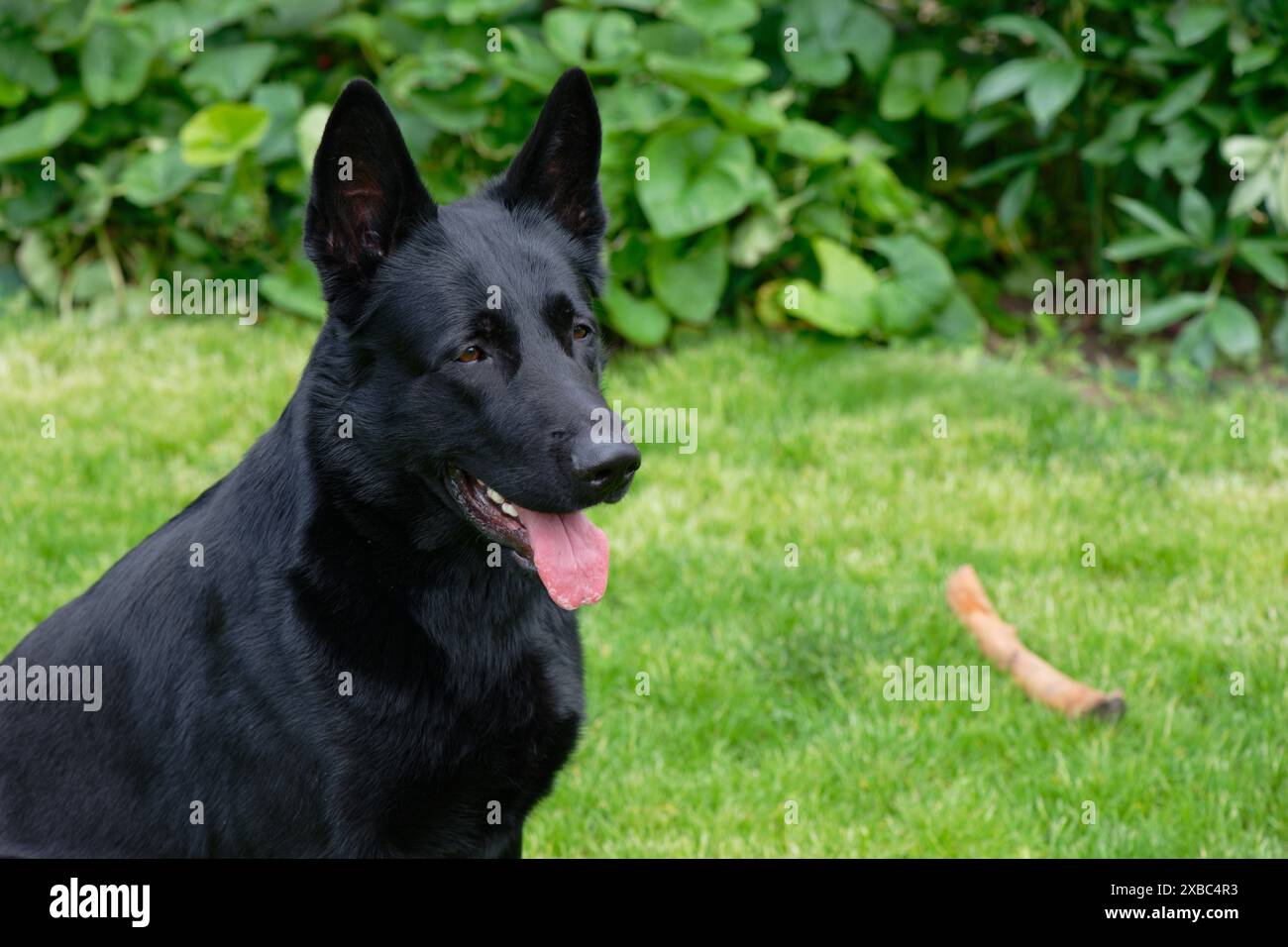 Schwarzer deutscher Schäferhund auf einem grünen Grasfeld Stockfoto