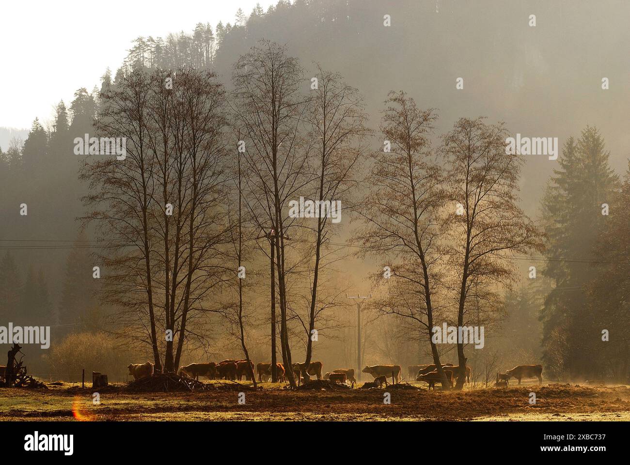 Kühe auf einem Feld von Nizna Revuca, Liptov, Slowakei Stockfoto