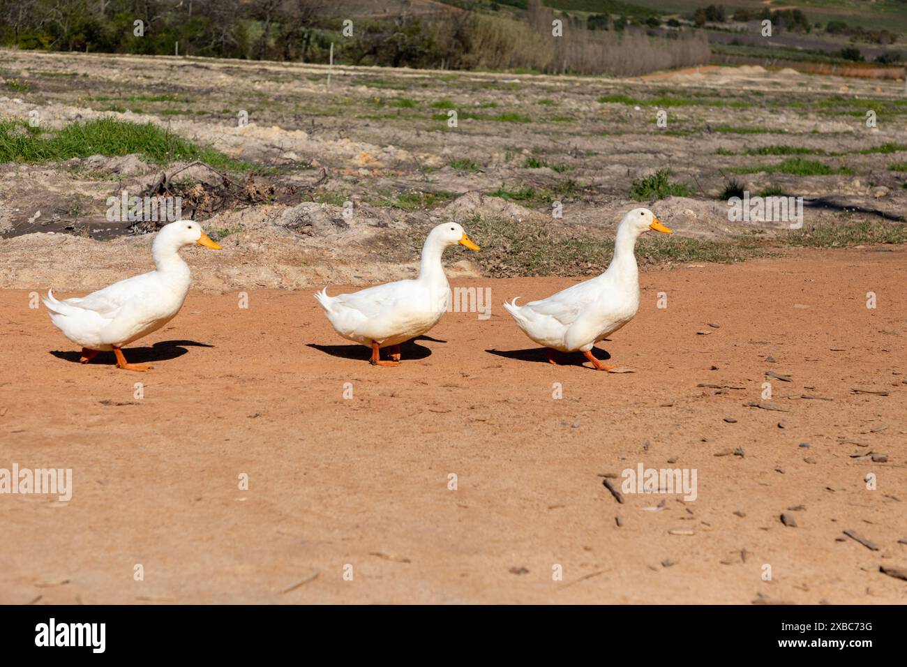 Drei weiße Gänse laufen mitten am Tag auf einem Stück Erde auf einer Farm. Stockfoto