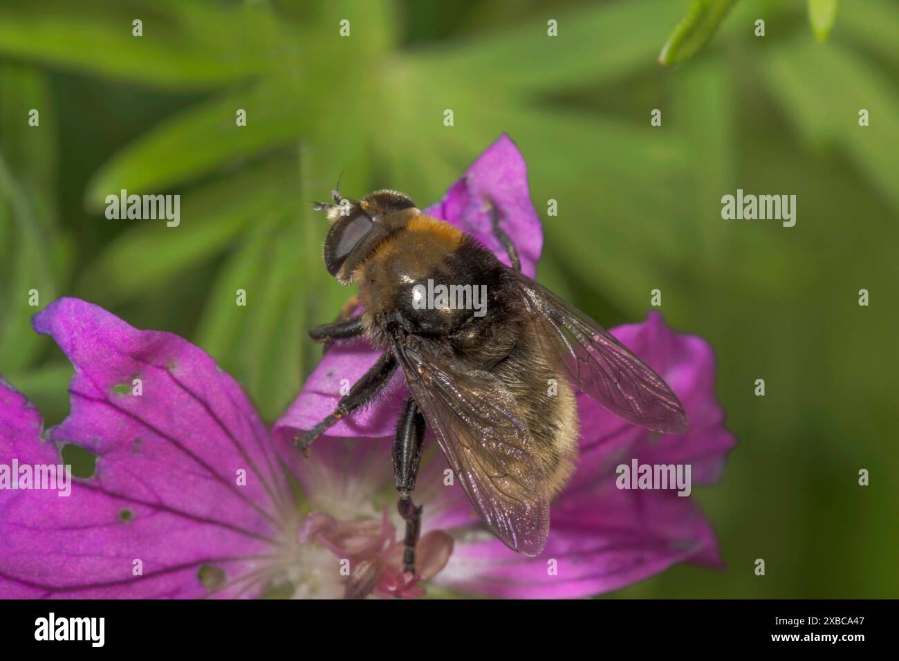 Nahaufnahme einer Hummel hoverfly (Volucella bombylans) auf einer blutigen Kranichschnabelblume (Geranium sanguineum), Baden-Württemberg, Deutschland Stockfoto