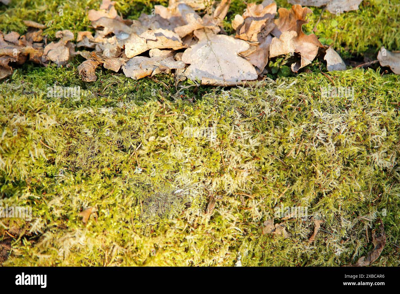 Grünes Moos und braune gefallene Blätter bedecken den Waldboden und schaffen so eine natürliche Herbstszene, Hintergrundbild Stockfoto