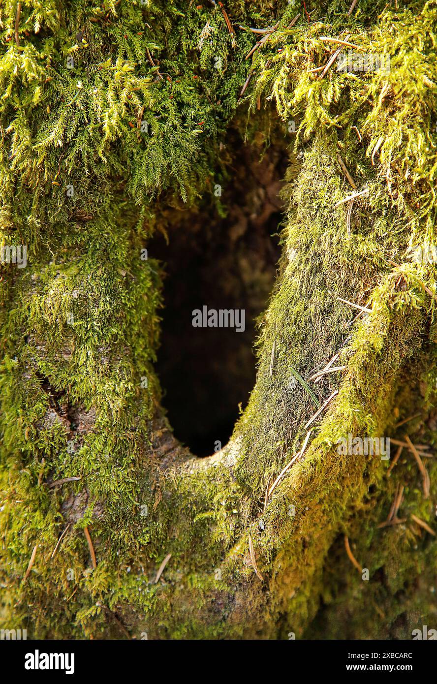 Nahaufnahme einer Baumrinde, bedeckt mit leuchtendem grünem Moos, mit einem dunklen Loch in der Mitte, Hintergrundbild Stockfoto