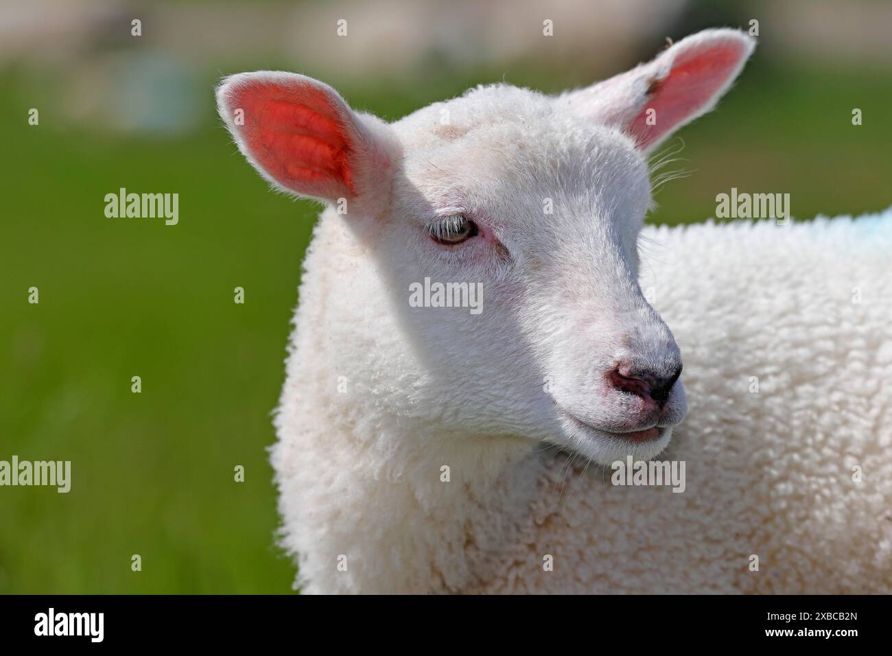 Hausschafe (Ovis gmelini aries), Lämmer, Porträt, Babytier, Wedeler Elbmarsch, Wedel, Schleswig-Holstein, Deutschland Stockfoto