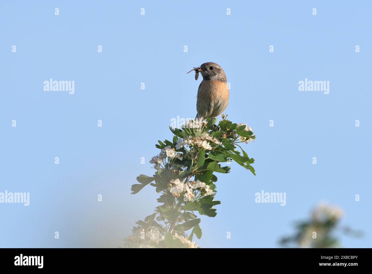 Stonechat (Saxicola torquata), Weibchen sitzend auf einem blühenden Zweig mit einem Insekten im Schnabel, Niederrhein, Nordrhein-Westfalen, Deutschland Stockfoto