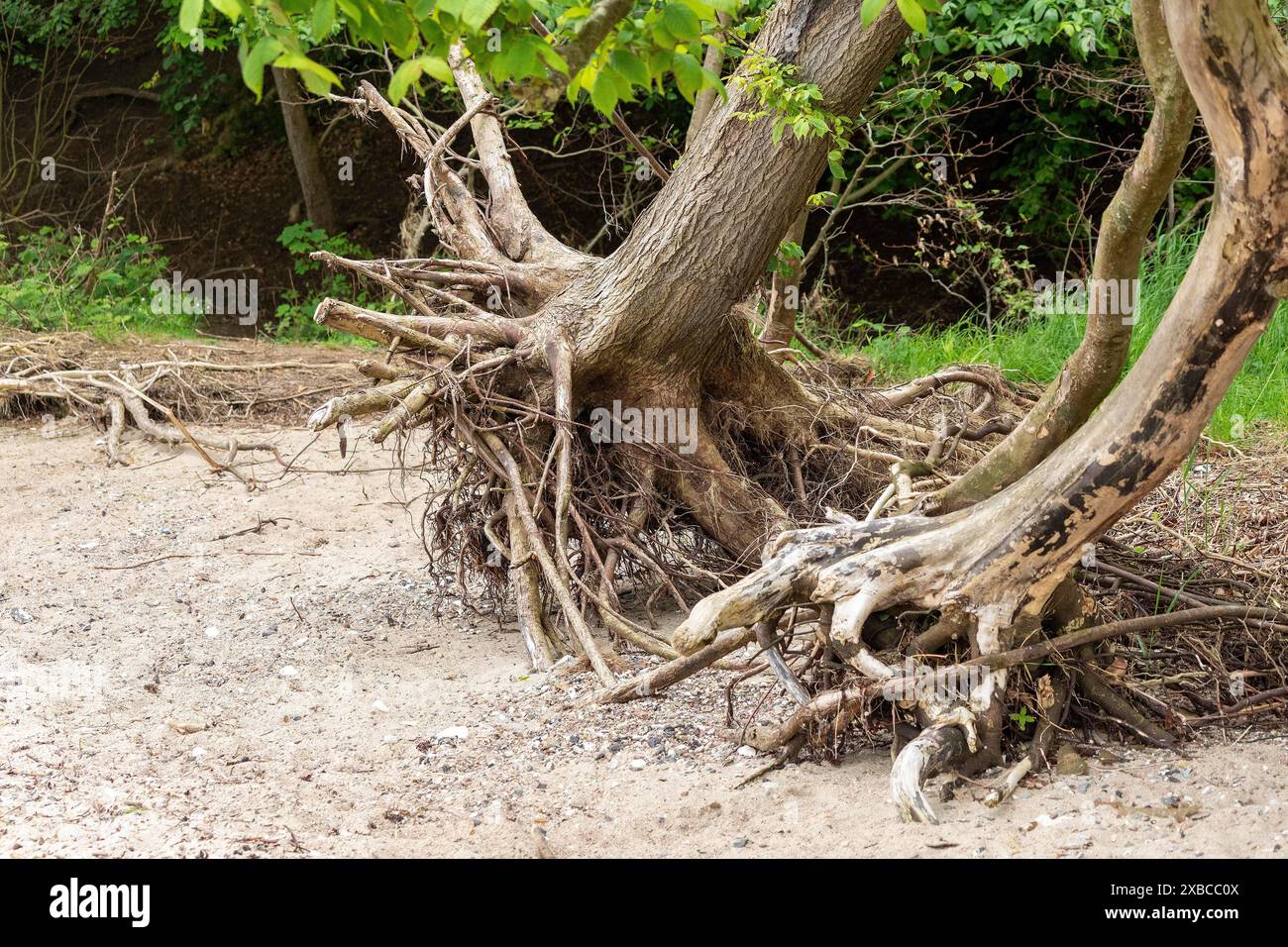 Entwurzelte Bäume, Strand, Ellenberg, Kappeln, Schlei, Schleswig-Holstein, Deutschland Stockfoto