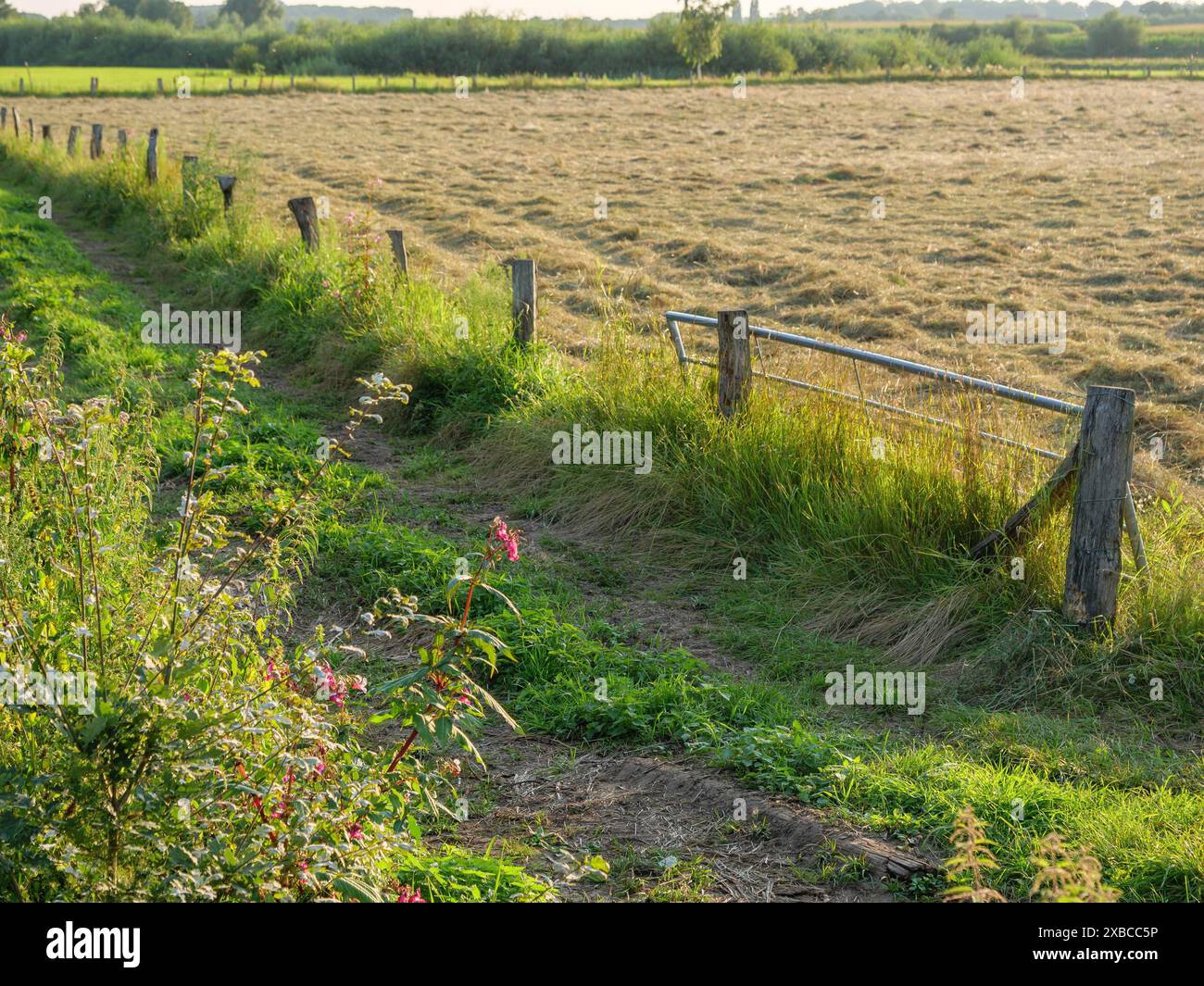 Ein grünes Feld mit blühenden Wildblumen am Rand, umgeben von einem alten Holzzaun, Borken, Münsterland, Nordrhein-Westfalen, Deutschland Stockfoto