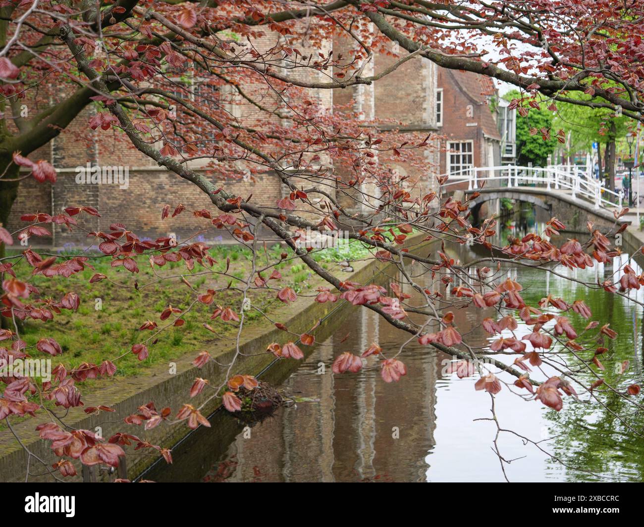 Ein idyllischer Kanal mit einer kleinen Brücke und hängenden Ästen mit roten Blättern vor alten Ziegelmauern, Delft, Holland, Niederlande Stockfoto