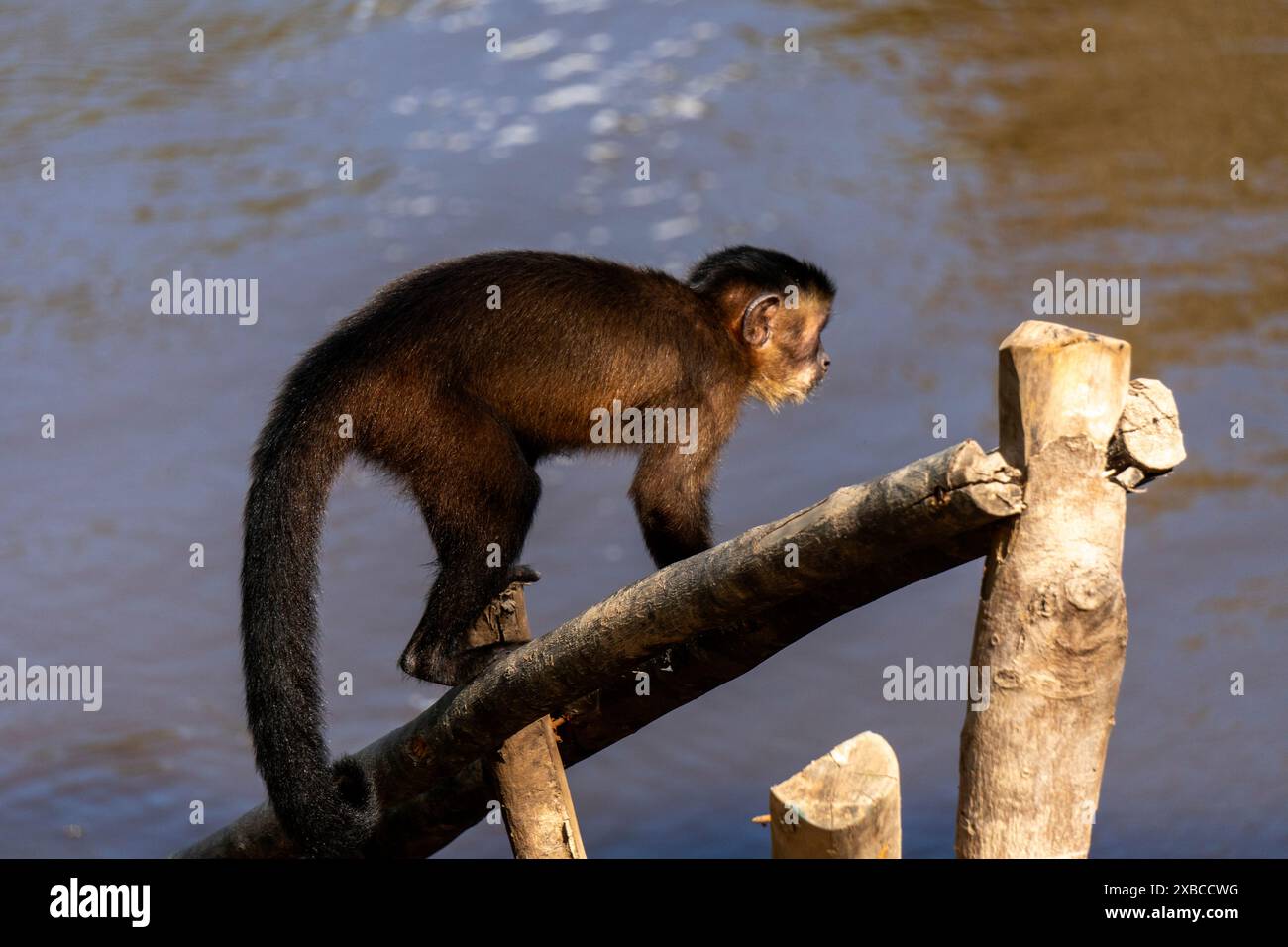Braunes Kapuzinerkuchin (cebus apella) Stockfoto