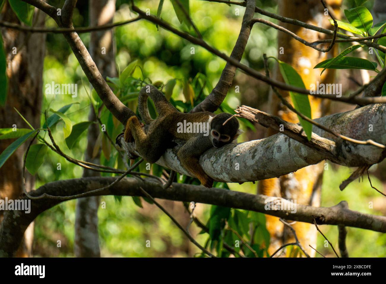 Eichhörnchenaffe (saimiri sciureus) Stockfoto