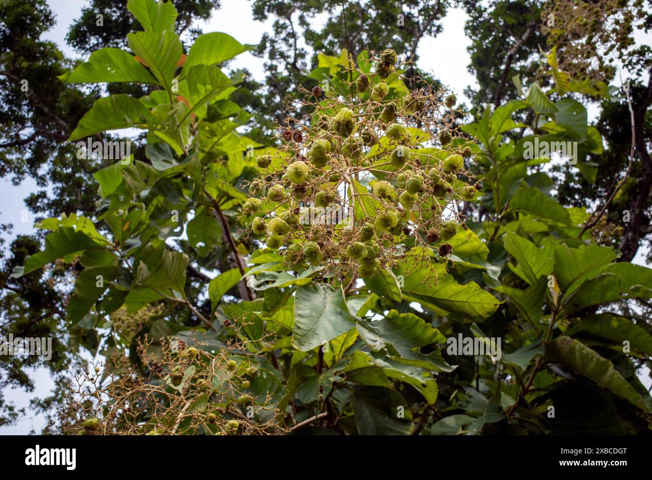 Die duftenden Teakkerne (Tectona grandis), die in dichten Clustern am Ende der Zweige angeordnet sind. Stockfoto