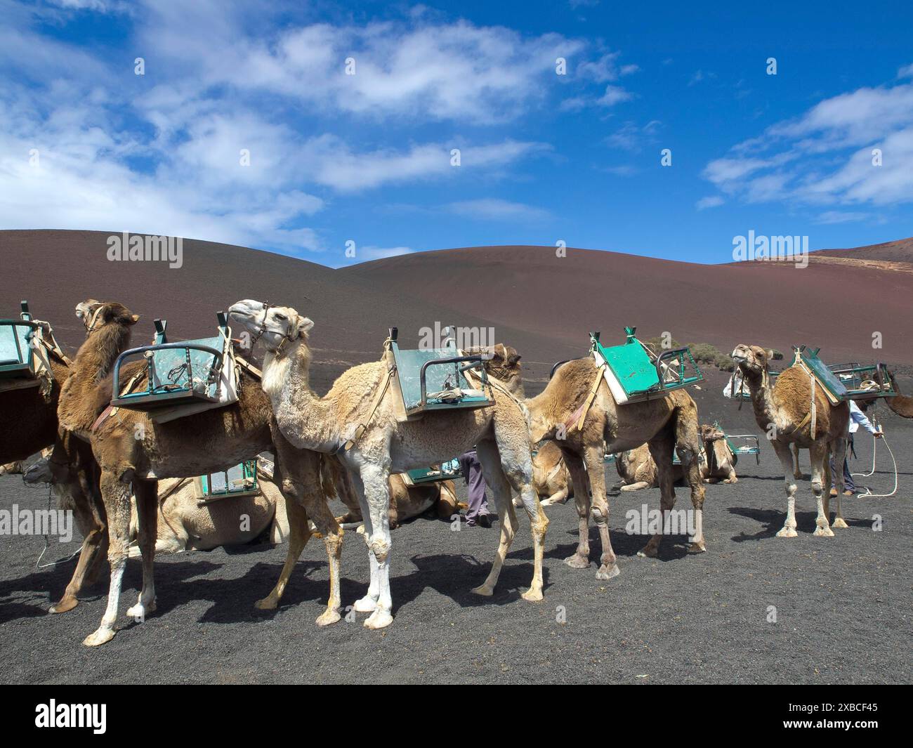 Eine Gruppe von Kamelen mit bunten Sätteln steht in einer staubigen vulkanischen Wüstenlandschaft unter einem klaren blauen Himmel, Arrrecife, Lanzaorte, kanarischen Inseln, spanien Stockfoto