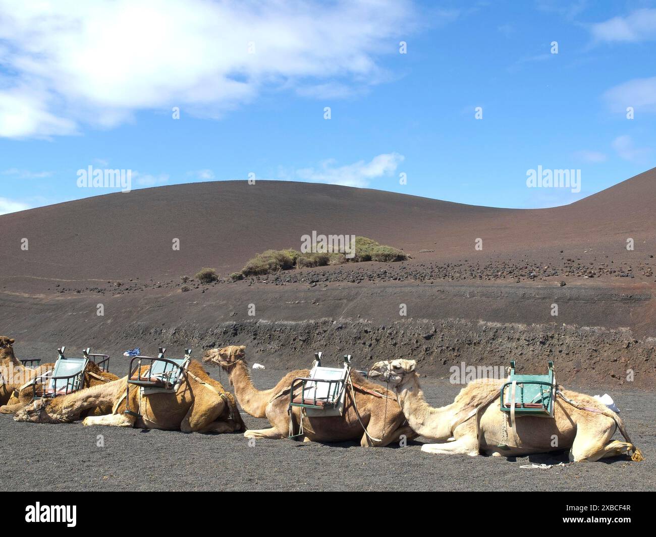 Eine Gruppe von Kamelen liegt in einer ruhigen vulkanischen Wüstenlandschaft unter einem klaren blauen Himmel, Arrrecife, Lanzaorte, kanarischen Inseln, spanien Stockfoto