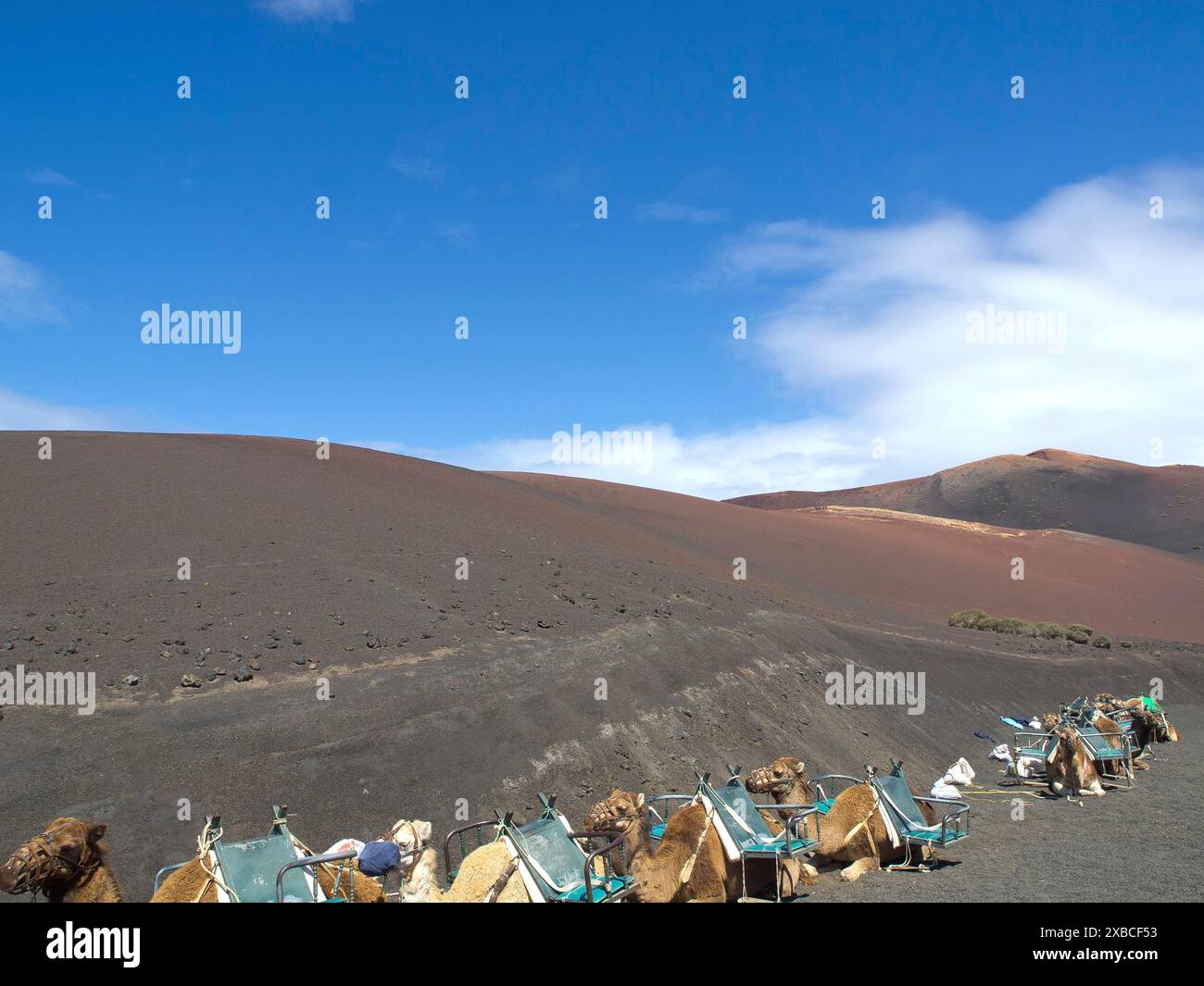 Eine vulkanische Wüstenlandschaft mit einem klaren blauen Himmel und mehreren Gruppen von Kamelen im Vordergrund, Arrrecife, Lanzaorte, kanarischen Inseln, spanien Stockfoto