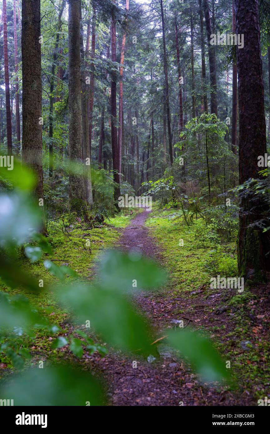 Ein ruhiger, feuchter Waldweg, umgeben von hohen Bäumen und grünem Unterholz, die Landschaft ist mystisch und ruhig, E-Bike, Schwarzwald, Gechingen, Deutschland Stockfoto