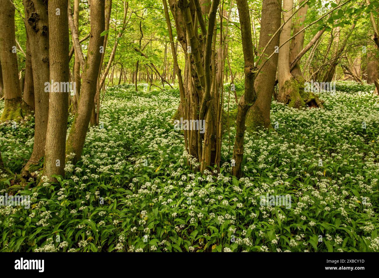 Natürliches Nahaufnahme blühendes Pflanzenporträt von Lösegeld in einem herrlichen englischen Wald, mit herrlichem Frühlingssonnenschein. Entdeckung, Schwer Fassbar, Stockfoto