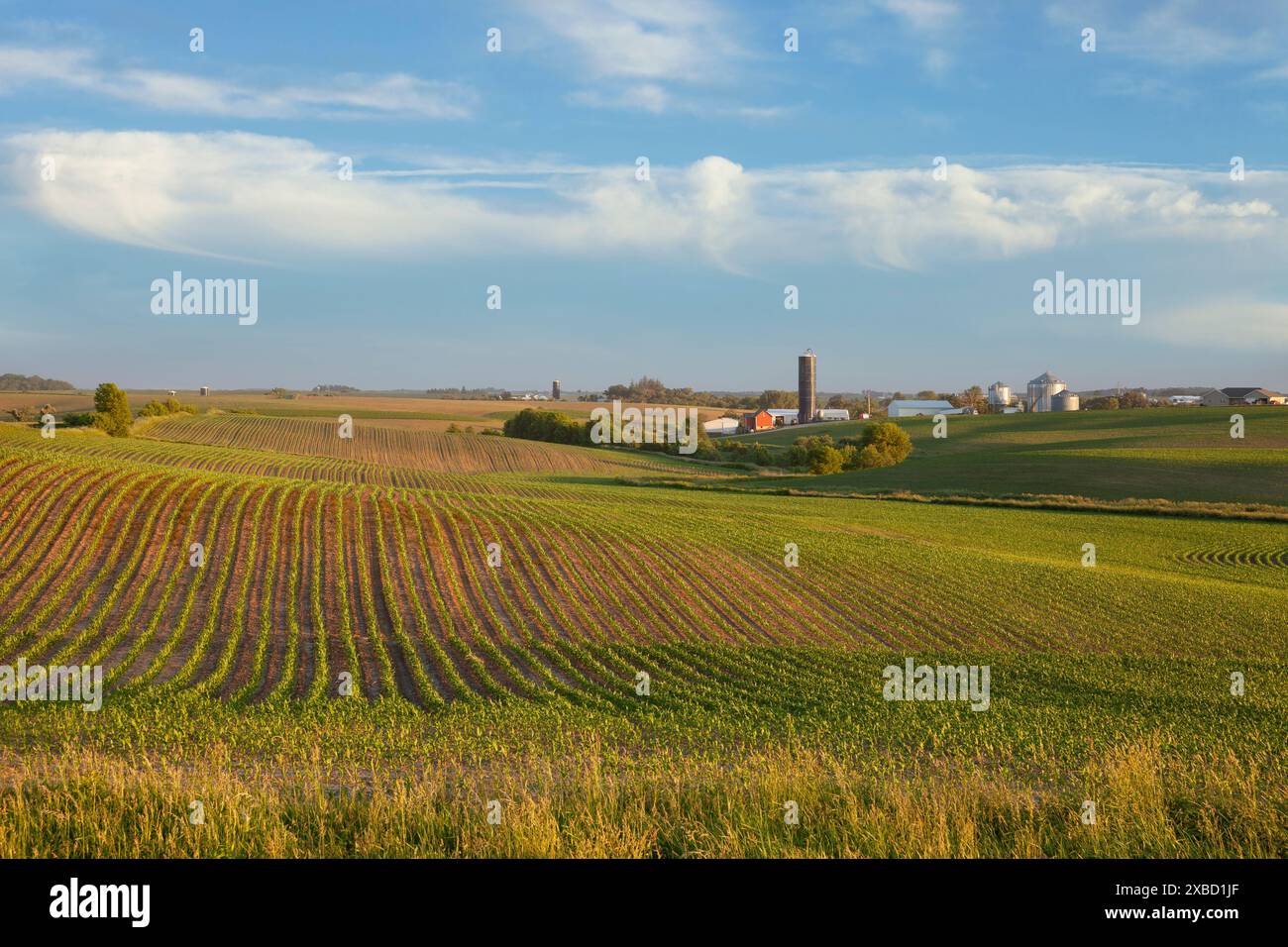 Iowa Farm und Felder mit Jungmais bei Sonnenuntergang an einem schönen Tag im späten Frühling Stockfoto