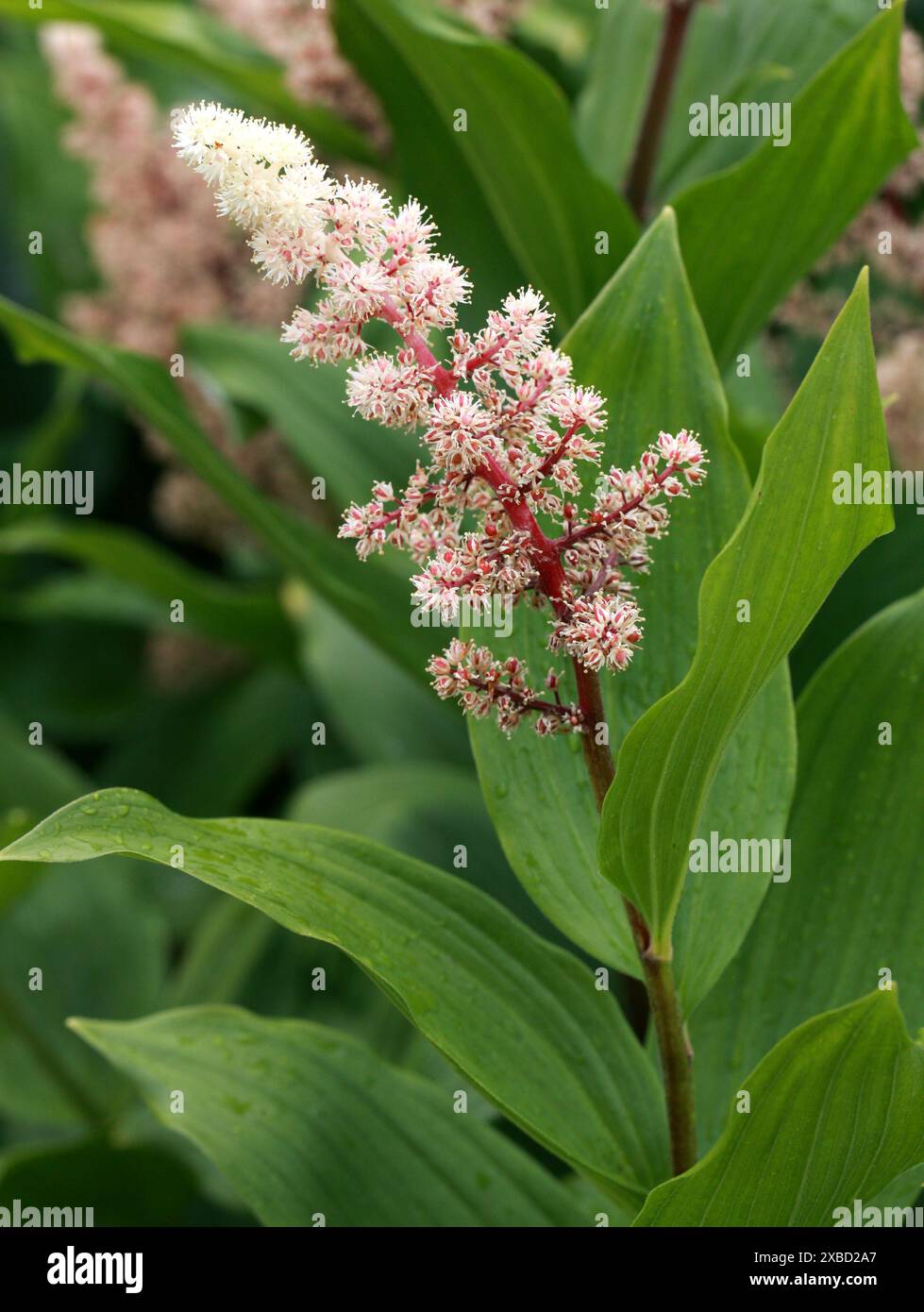 Treacleberry, fiathery False Lily of the Valley, False Salomon's Seal, Solomon's Plume oder False Spikenard, Maianthemum racemosum, Sparagaceae. Stockfoto